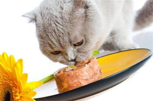 猫零食喂多少合适呢