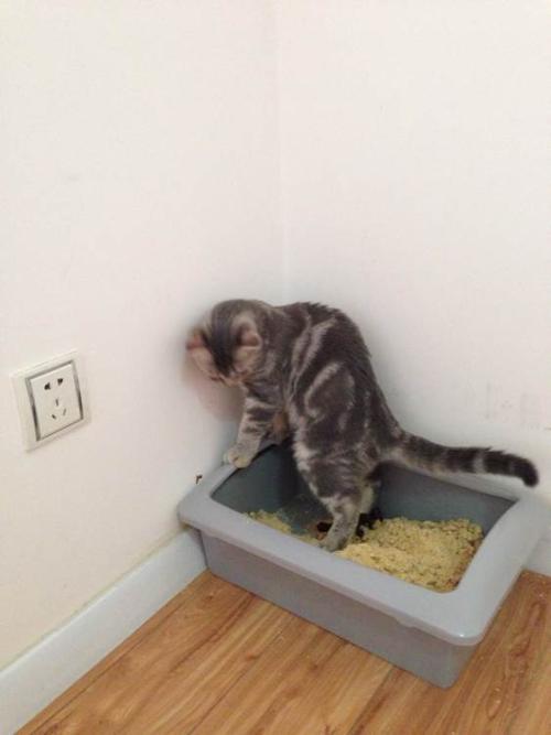 教宠物猫使用猫砂盆