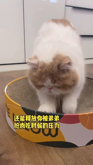 宠物猫抓家具怎么办