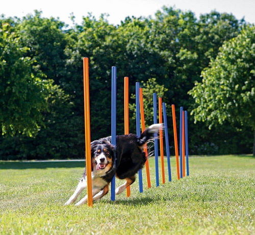 宠物狗敏捷比赛训练