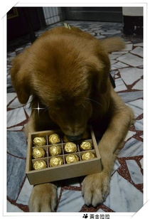 宠物狗巧克力中毒防治