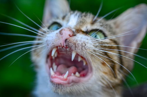 宠物猫抓板兼饲养容