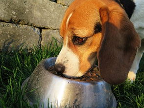 湿粮对宠物健康的好处和坏处
