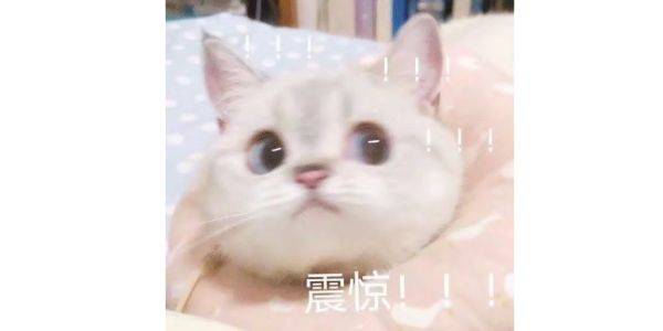 猫咪心丝虫病什么症