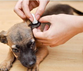 宠物狗清洁耳朵