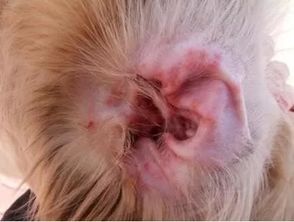 宠物耳螨感染的识别