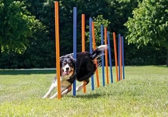 宠物狗敏捷比赛训练
