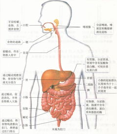 宠物消化系统包括哪