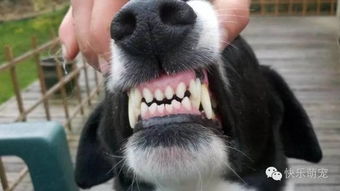 宠物狗清洁牙齿必须