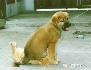 训练狗狗坐下