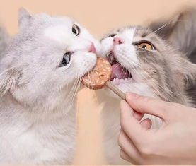 猫零食多久喂一次比