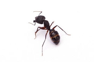 蚂蚁宠物保险有用吗