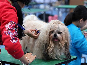 宠物美容师比赛流程