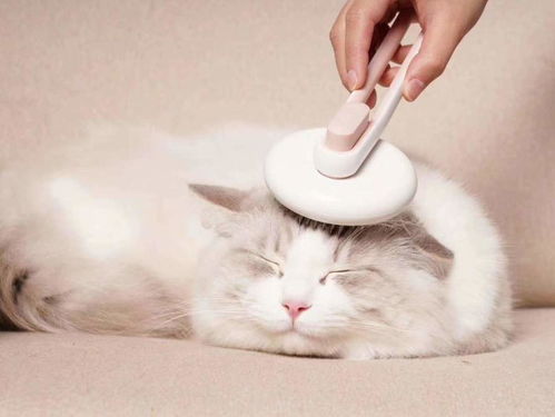 哪种给猫咪梳毛的梳
