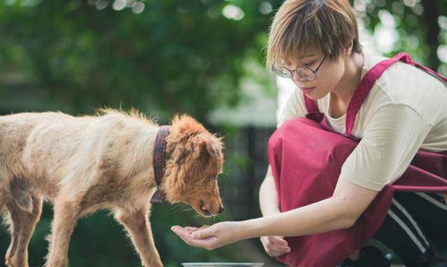 老年犬食物