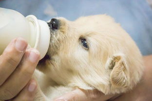 狗狗喝宠物牛奶的好