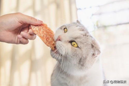 宠物猫食品零食怎么做