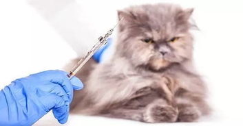 宠物接种疫苗的副作