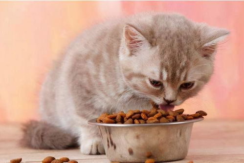 猫咪忌吃什么食物