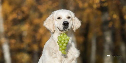 狗能吃葡萄干吗