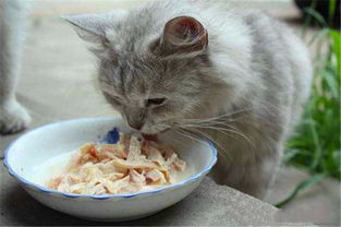 宠物猫咪不能吃什么东西