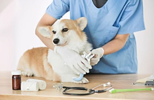 宠物疾病诊断技术