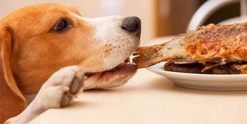 给狗吃骨头能补钙吗