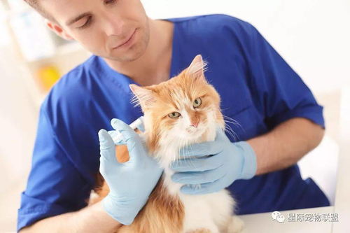 猫咪疫苗的不良反应