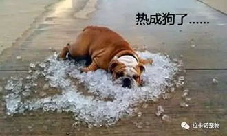 狗狗中暑温度是多少