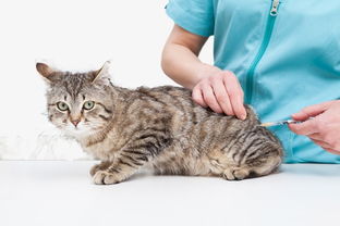 猫咪疫苗的副作用