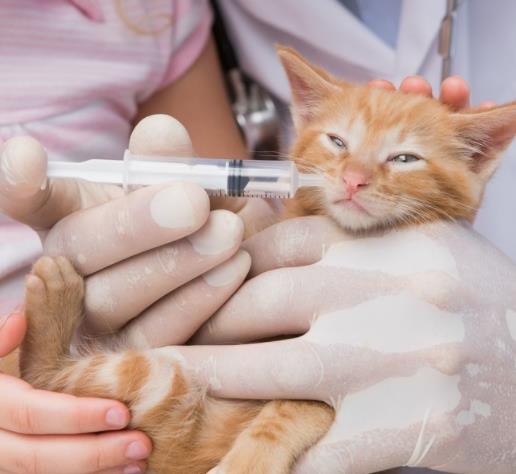 猫咪疫苗注射部位及