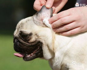 狗狗耳朵日常护理用