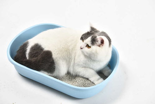 怎么训练猫用猫砂