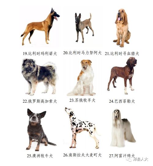 宠物犬常规饲养管理的六定原则