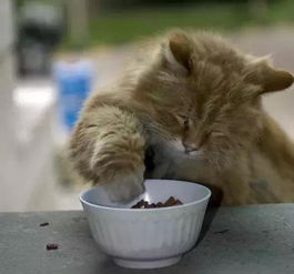 宠物猫不能吃的东西