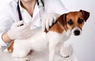 宠物疫苗起什么作用