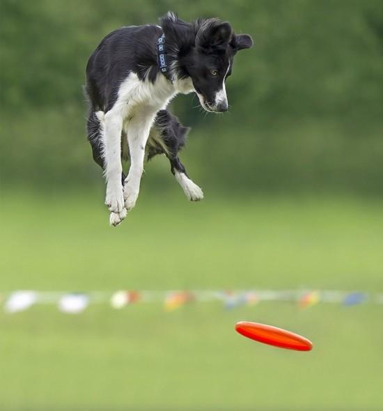 如何训练狗狗跳高跳
