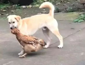 训练狗狗的零食最好