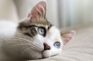 碳水高对猫有什么影响