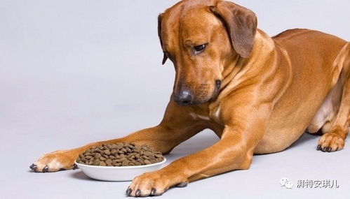 犬用湿粮可以给猫吃吗有毒吗