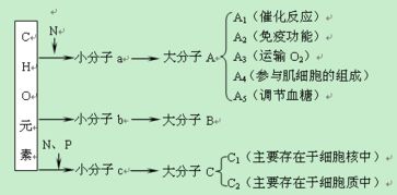 动物体内矿物元素的