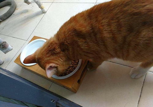 猫咪干粮和湿粮可以混喂吗