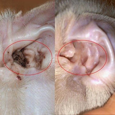 宠物耳朵有耳螨怎么