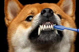 宠物清洁牙齿多少钱一颗