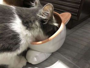 宠物猫零食的正确喂养量是多少