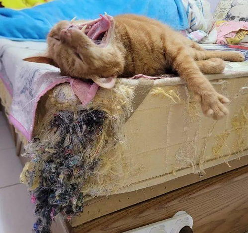 猫咪床垫