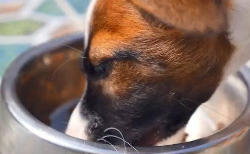 宠物自制干粮的做法窍门视频