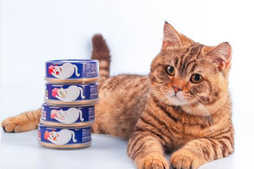 猫咪湿粮可以当主食吗