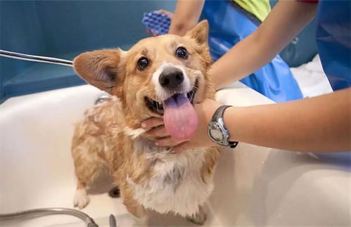 宠物洗澡设备有什么