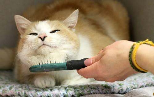 给猫咪梳毛用什么梳